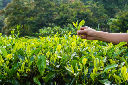 TE COSECHA ORGANICO TE VERDE