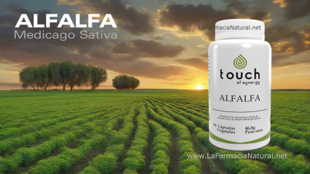 TOUCH ALFALFA 90 CAP VEGETALES